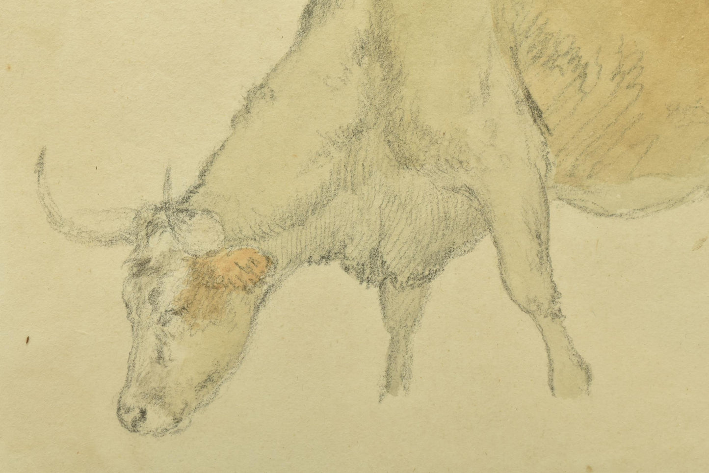 Robert Hills (1769-1844) – bullock grazing