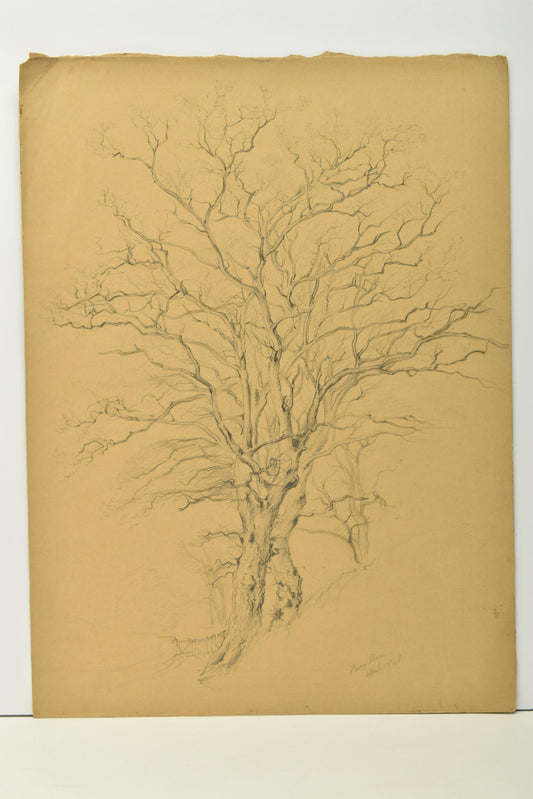George Wallis sketch – study of a tree, Perry Barr, North Birmingham (1848)