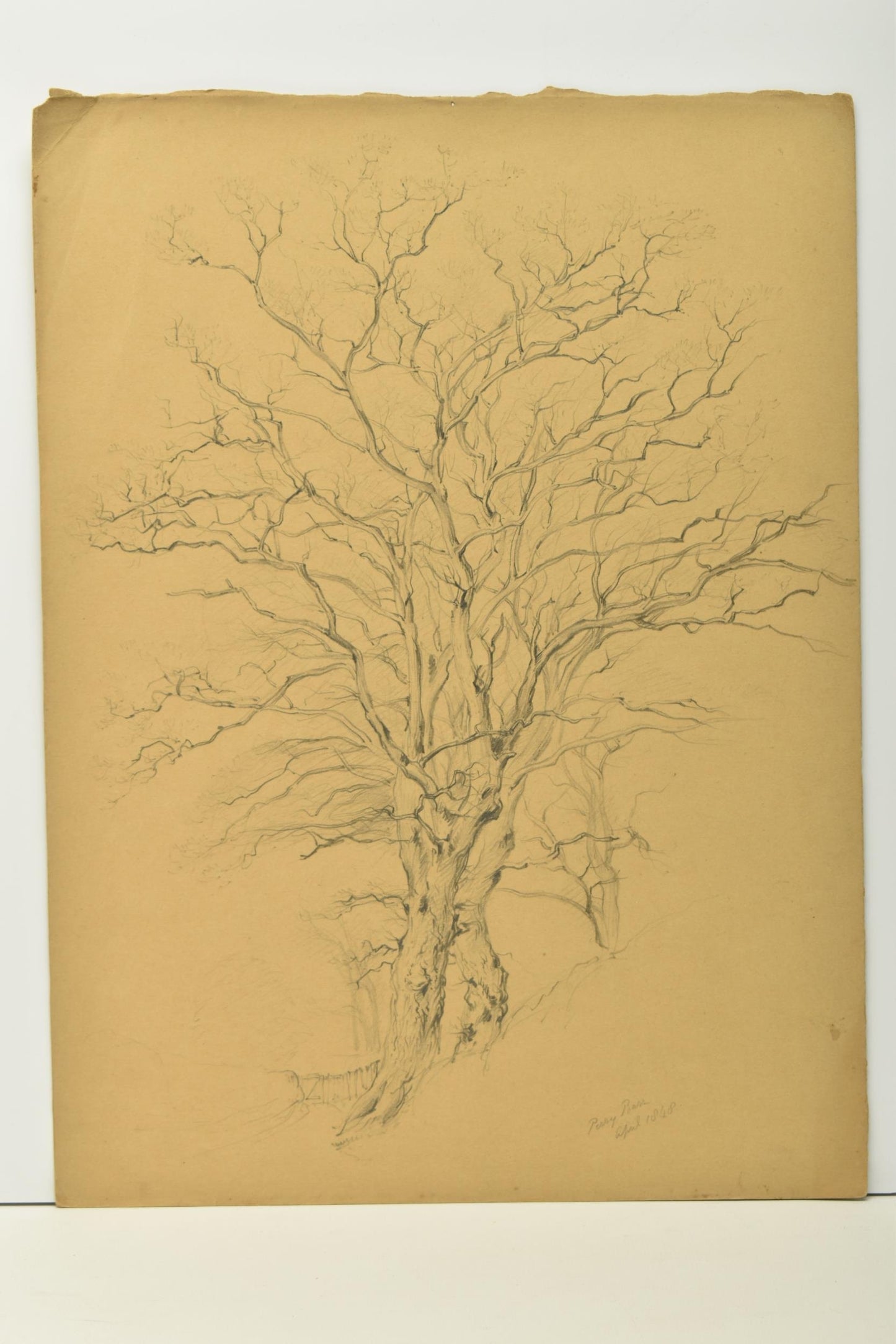 George Wallis sketch – study of a tree, Perry Barr, North Birmingham (1848)