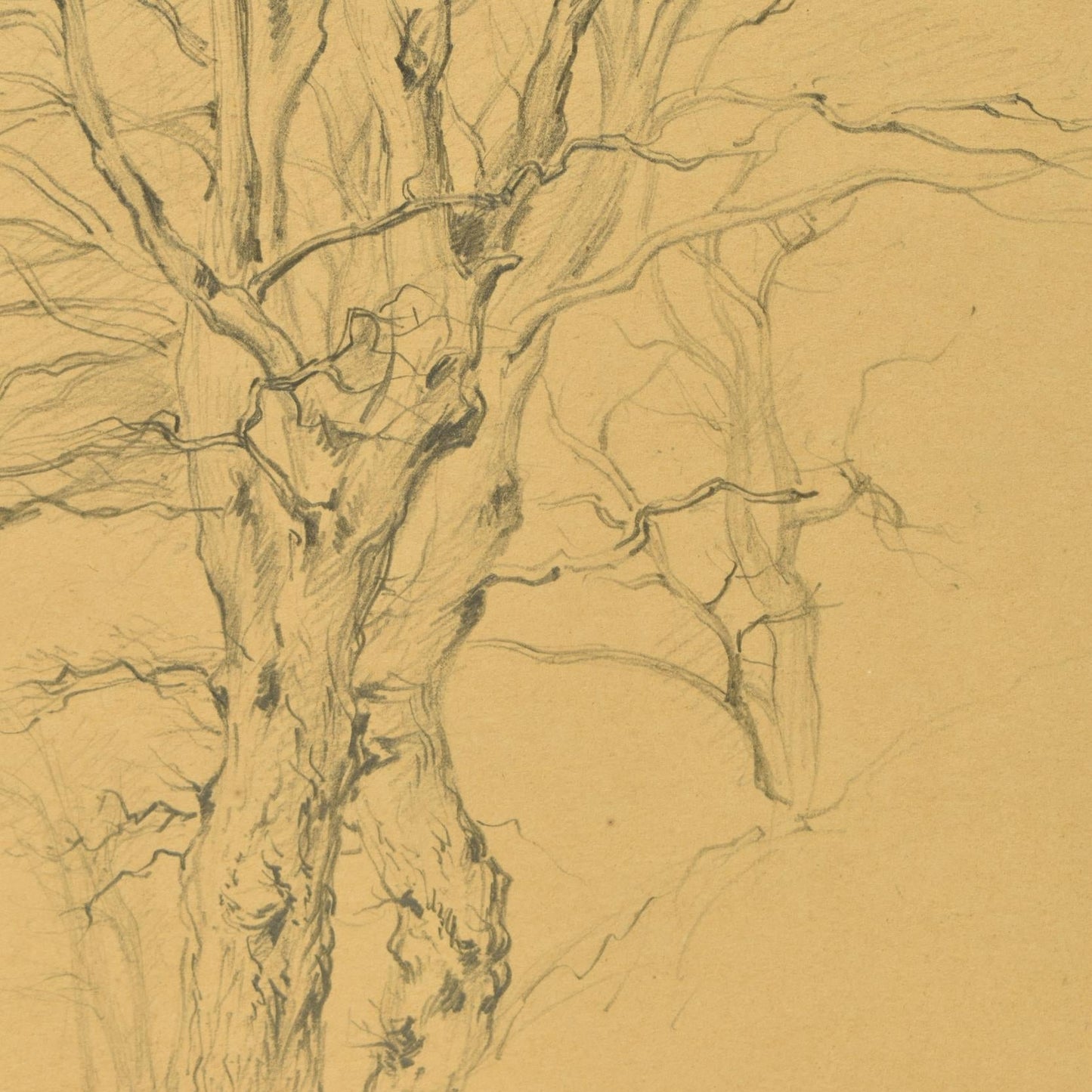 George Wallis sketch – study of a tree, Perry Barr, North Birmingham (1848)