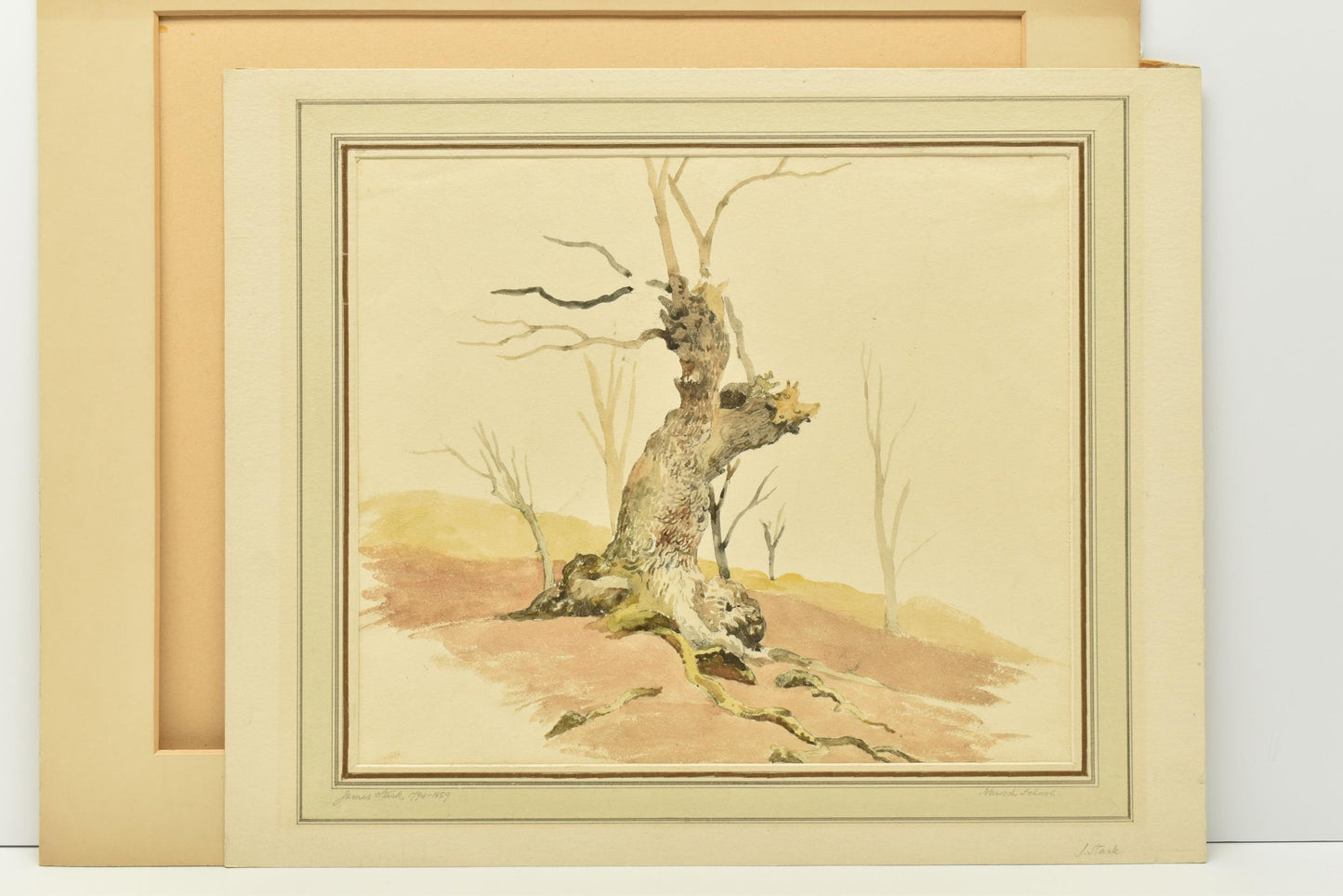 James Stark (1794-1859) – Tree Stump Study